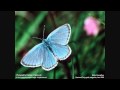Secede - Leraine HQ HD 