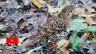 Download lagu anis sisik, burung anis yang unik serta harga jual yang mahal mp3 Download lagu anis sisik, burung anis yang unik serta harga jual yang mahal mp3