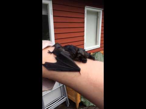 Fladdermus i vattentunna, del 3