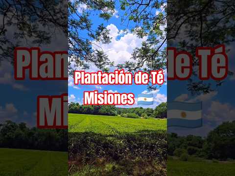 Plantación de Té 🌿, Hipólito Yrigoyen - Misiones  🇦🇷. #naturalezamisionera