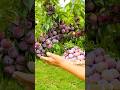 Big Time Plum Harvest Satisfying Fruit Garden