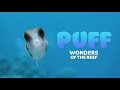Puff  Wonders of the Reef   Official Trailer   Netflix