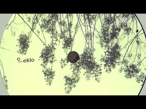 Ion ludwig -- Ten Canoes