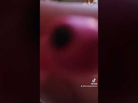 He very smol #lizard #fidgettoy