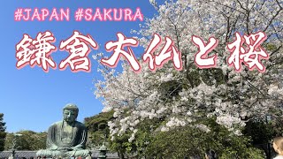 圧巻 鎌倉の大仏と満開の桜 The Great Buddha in Kamakura and Cherry Blossoms