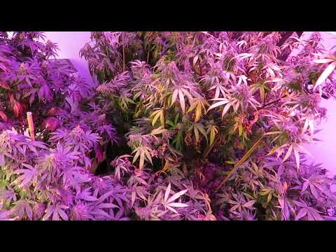 Week 7 Flower Ethos strains 5-21-2021