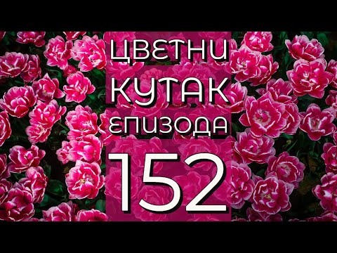 Cvetni kutak ep. 152 06.10.2022. Novosadska cvetna pijaca, nandina, Željko Milankov, Turija