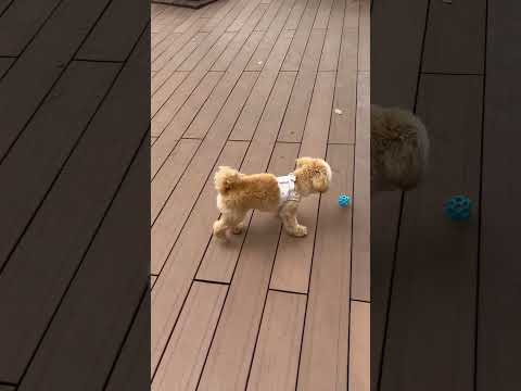 経営学科 ボールを追いかけるトイプードル11ヶ月 #toypoodle #トイプードル #puppy