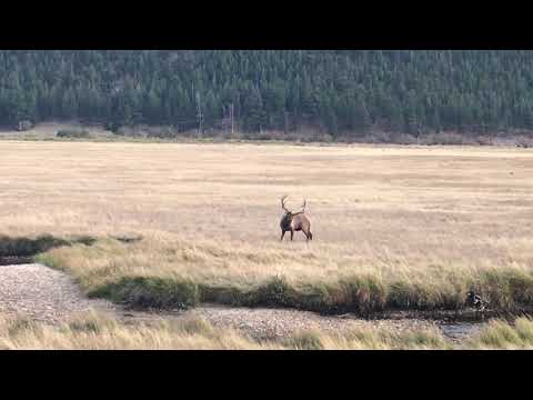 Have you ever watched and listened to a bull elk in rut? This took place just a few hundred yards from our campsite.