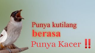 Download lagu BURUNG KUTILANG RASA KACER... mp3