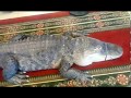 Chicago Reptile Show's video thumbnail