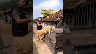 Download lagu Alhamdulillah 🤲 Domba ini Nurut Naik Mobil Lompat Dengan sendirinya #trendingshorts #videoshort mp3