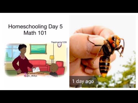 TMT#12.  - Kids & Hornets.