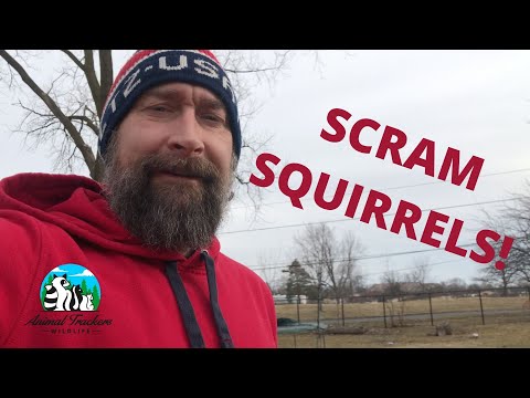 Squirrel Deterrents, What Really Works?