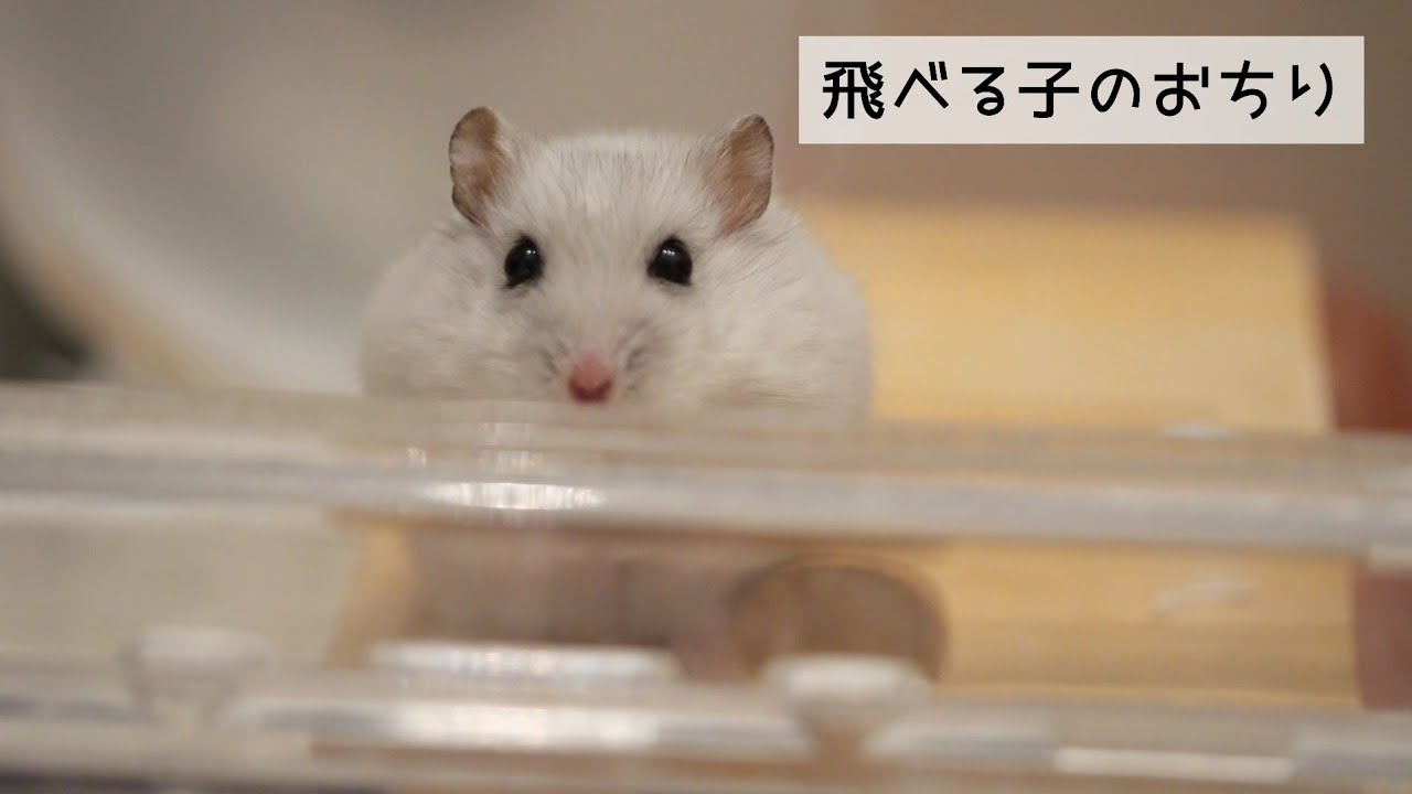 飛べる子のおちり～ジャンガリアンハムスター