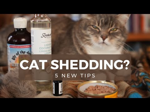 How to Stop Cat Shedding with Anti-shedding Spray Recipe