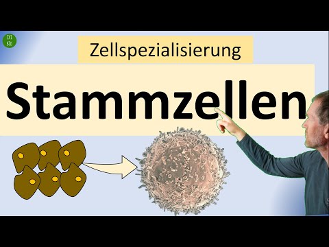 Stem cells - the most important information about totipotent, pluripotent and multipotent stem cells