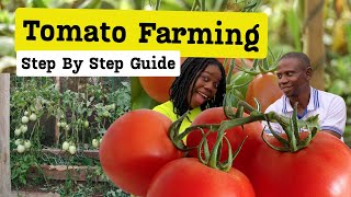 A Step-by-Step Plan for Profitable Tomato from scratch| how to start tomatoes farming from start