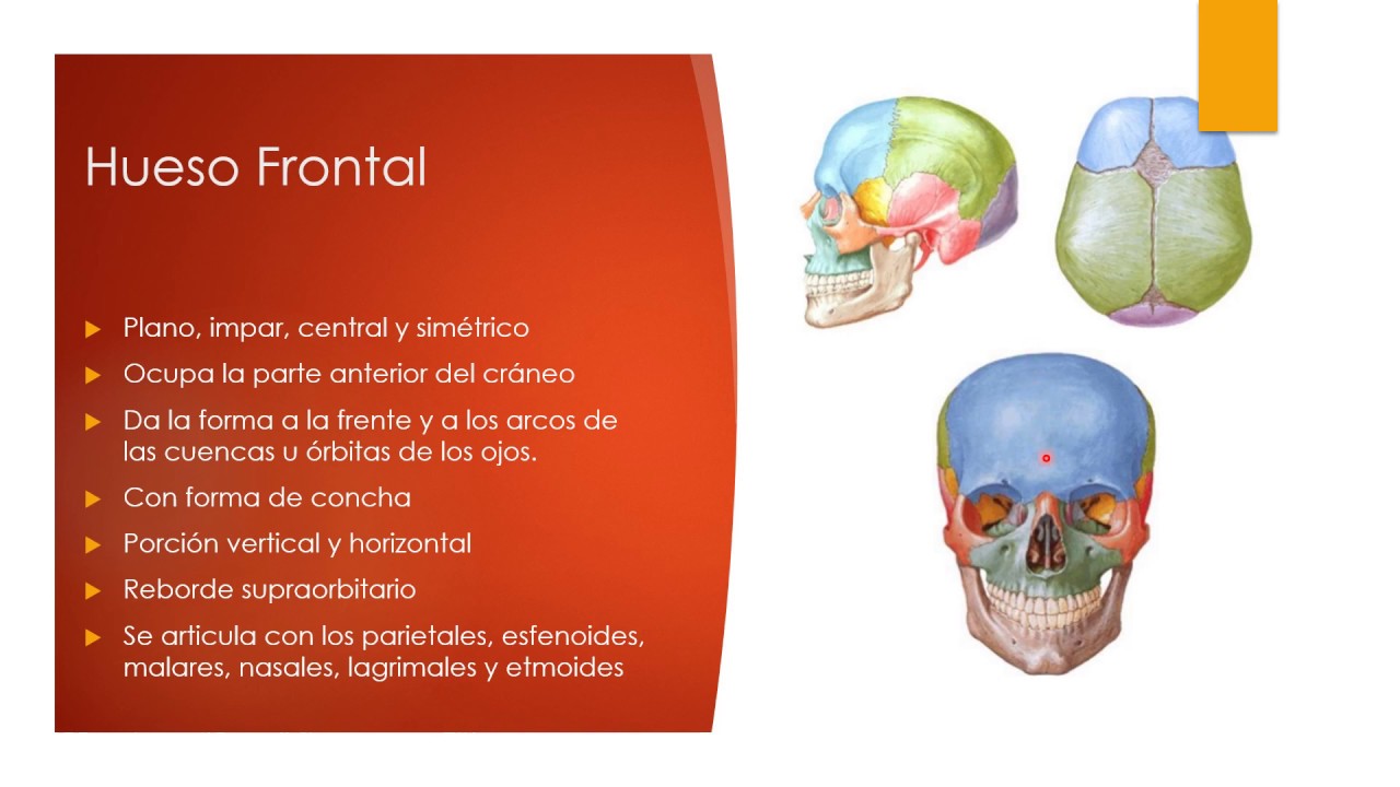 Huesos de Cráneo y cara