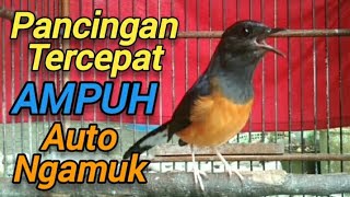 Download lagu Murai batu | Murai betina gacor memanggil jantan pancingan tetcepat ampuh bikin jantan auto ngamuk❗❗ mp3