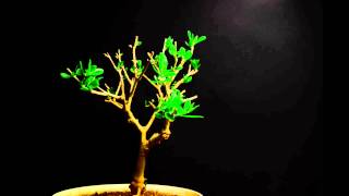 Olive tree Time Lapse