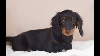 Video preview image #1 Dachshund Puppy For Sale in HONEY BROOK, PA, USA