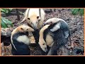 Tamandua The Most Adorable Ant Eater You Ll Ever See