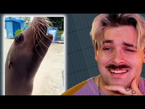 What is blud waffling about