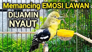 Download lagu SIRTU GACOR NGOTOT MEMANCING EMOSI LAWAN   BIKIN SIRTU GACOR NYAUT SEMUA mp3