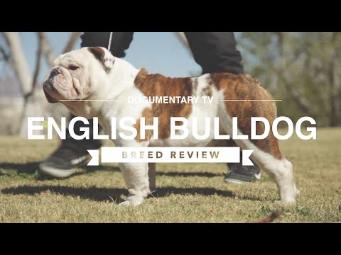 image-Is a British bulldog a good family pet?