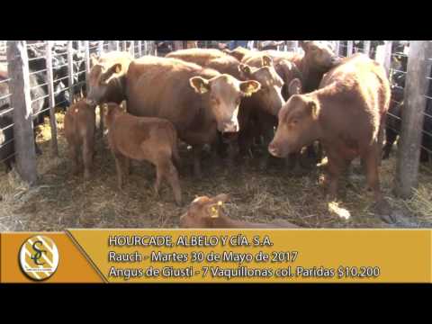 30-05-17 Venta de Vientres Cab. Angus de Giusti - Hourcade, Albelo y Cía. S.A. - Rauch