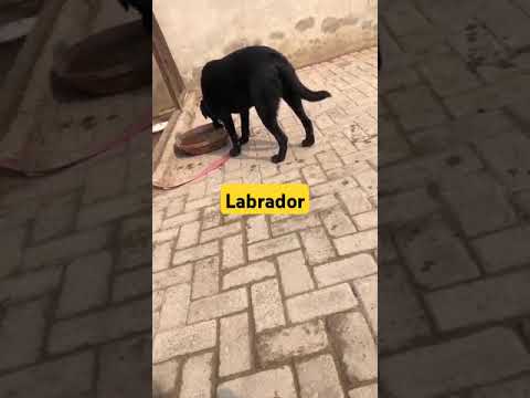 Labrador#dr Latif Ur Rehman