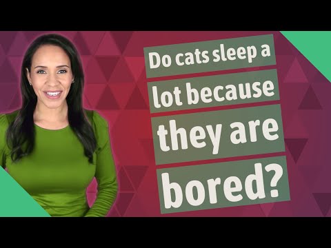 Do cats sleep a lot because they are bored?