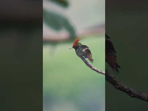Spot de avistamiento de aves realizado para la alcaldía de Salazar de las palmas norte de Santander