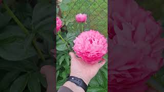 Bijūnai Joker ir Carnation Bouquet