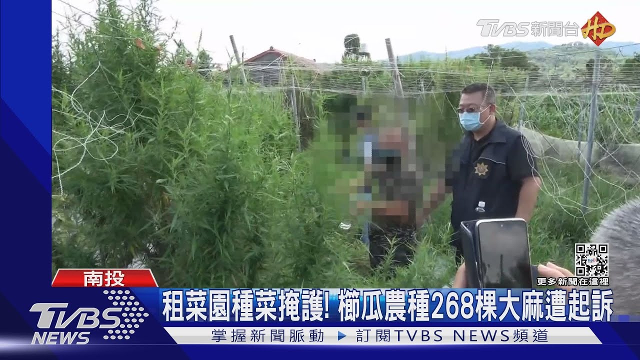 租菜園種菜掩護! 櫛瓜農種268棵大麻遭起訴