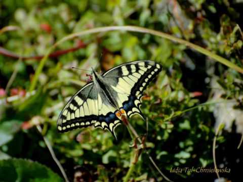 Biały Kompas - SDM - Krzysztof Myszkowski