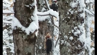 preview picture of video 'Two Pileated Woodpeckers working away in Snowy Algonquin Park'