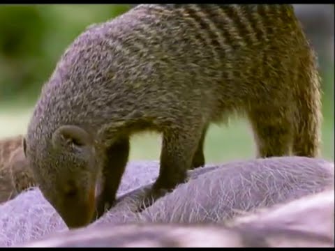 A Free Lunch for Banded Mongooses | Bands on the Run | BBC Earth