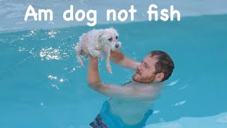 My Dog Hates Swimming!