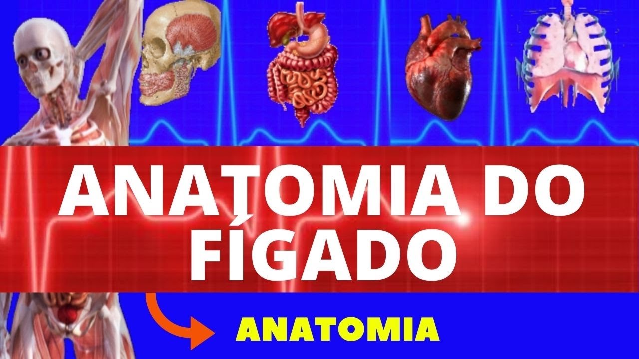ANATOMIA DO FÍGADO (ANATOMIA HUMANA) - SISTEMA DIGESTÓRIO - TUDO SOBRE ANATOMIA DO FÍGADO
