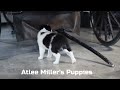 Border Collie dogs for sale: Denver - Video 1