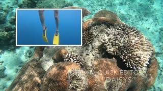 preview picture of video '(002) Diving in Yasawa Islands FIJI 05-2019'