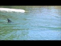 Shark Frenzy