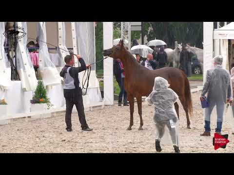N.53 KALAHARI - Polish Nationals 2018 - 4-6 Years Old Mares (Class 7)