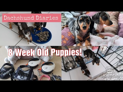 8 Week Old Dachshund Puppies | A Day In The Life Of Looking After Two Dapple Dachshund Puppies |
