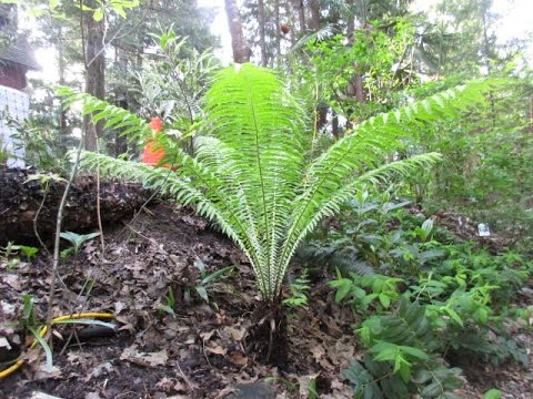 download lagu mp3 mp4 Buy Ostrich Fern, download lagu Buy Ostrich Fern gratis, unduh video klip Buy Ostrich Fern