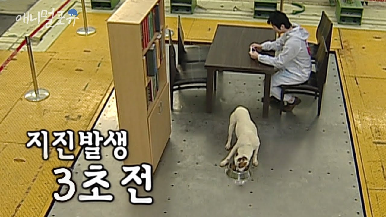 지진을 예지하는 동물들? 과학적으로 해석이 불가능한 동물의 육감｜KBS 애니멀 스펀지 100409 방송