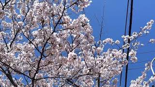 【下関市】長府公民館の桜