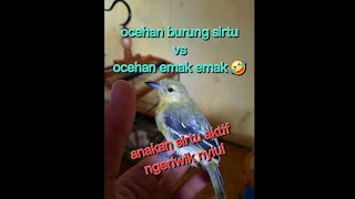 Download lagu Anakan burung sirtu aktif ngeriwik nyiul  mp3 Download lagu Anakan burung sirtu aktif ngeriwik nyiul  mp3